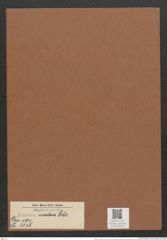 Eunotia nodosa Ehr. (de-Toni-Nr.: Genus 104, Species 3156) Zeichnungen Sammlung Grunow Mappe 03405 (Herbarium_W_Grunow_drawings_Folder_03405)